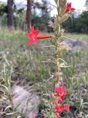 Ipomopsis aggregata collina