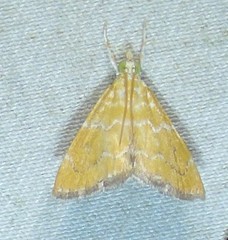 Xanthophysa psychicalis