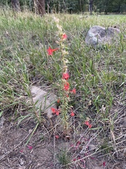 Ipomopsis aggregata collina