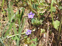 Ipomoea parasitica image