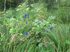 Aconitum baicalense