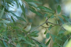 Phylloscopus trochiloides