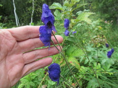 Aconitum baicalense