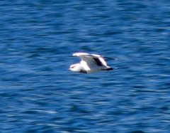 Vanellus resplendens