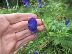 Aconitum baicalense