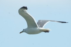 Larus fuscus barabensis