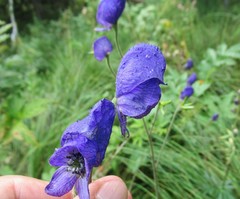 Aconitum baicalense