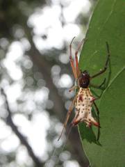 Micrathena nigrichelis