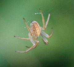 Larinia borealis