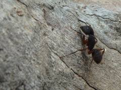 Camponotus