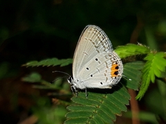 Everes lacturnus
