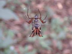 Micrathena nigrichelis