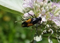 Macrosiagon dimidiata