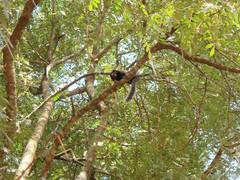 Callithrix penicillata