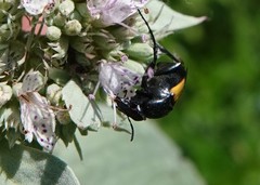 Macrosiagon dimidiata