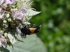 Macrosiagon dimidiata