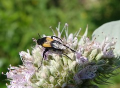 Macrosiagon dimidiata