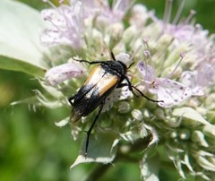 Macrosiagon dimidiata