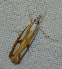 Catoptria permutatellus