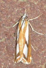 Catoptria permutatellus