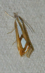 Catoptria permutatellus