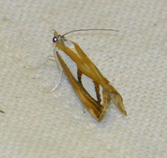 Catoptria permutatellus