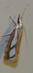Catoptria permutatellus