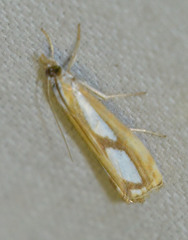 Catoptria permutatellus