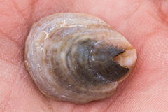 Crepidula onyx