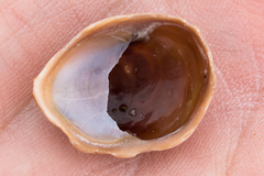 Crepidula onyx