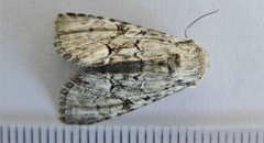 Eremobina leucoscelis