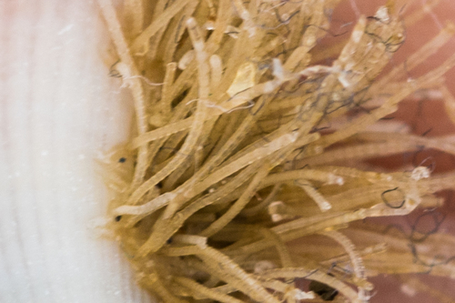 photo of Bean Clam  Hydroid (Eucheilota bakeri)