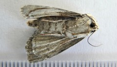 Eremobina leucoscelis