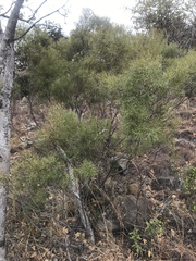 Euclea linearis