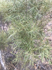 Euclea linearis
