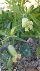 Silene procumbens