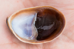 Crepidula onyx