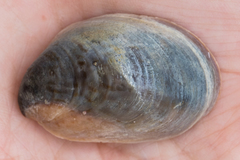 Crepidula onyx
