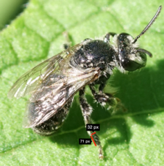 Colletes latitarsis