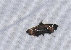 Diathrausta