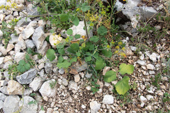 Opopanax chironium