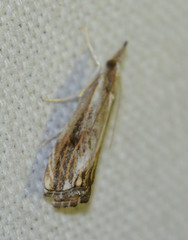 Catoptria verellus