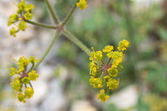 Opopanax chironium