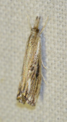 Catoptria verellus