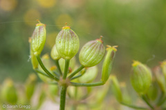 Opopanax chironium