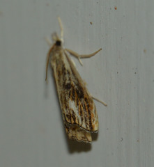 Catoptria verellus
