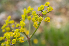 Opopanax chironium