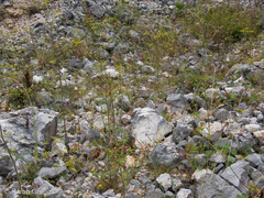 Opopanax chironium