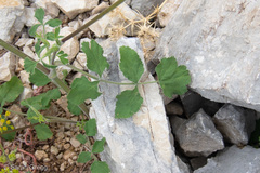 Opopanax chironium