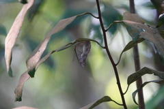 Eulaceura osteria